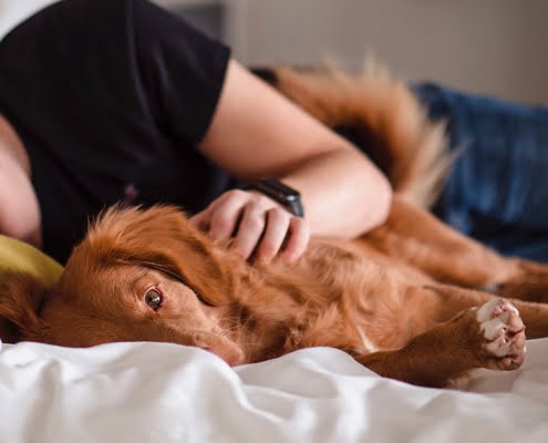 best-pillow-australia